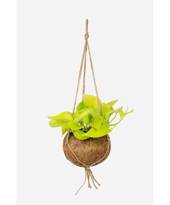 Philodendron Neon Lemon Lime